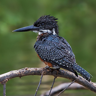 Lake Naivasha - Giant kingfisher